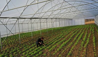 Kocaeli’de seracılık, Büyükşehir’le yaygınlaşıyor